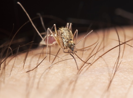 dengue